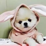 Avatar of Nimra Ahmed